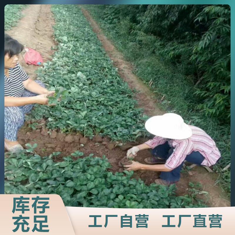 草莓苗板栗苗专业设计