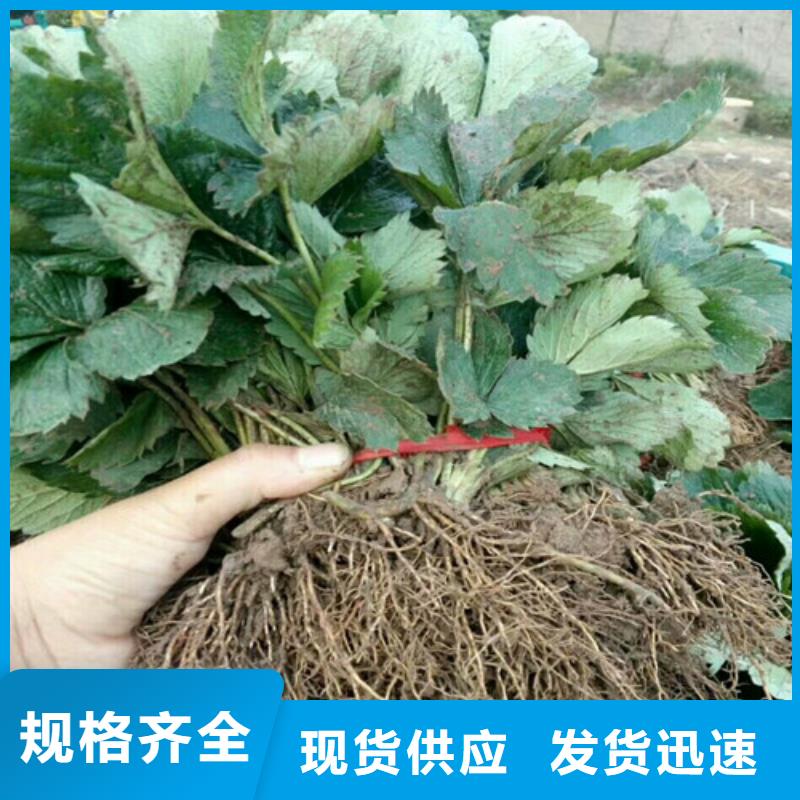 草莓苗板栗苗专业设计