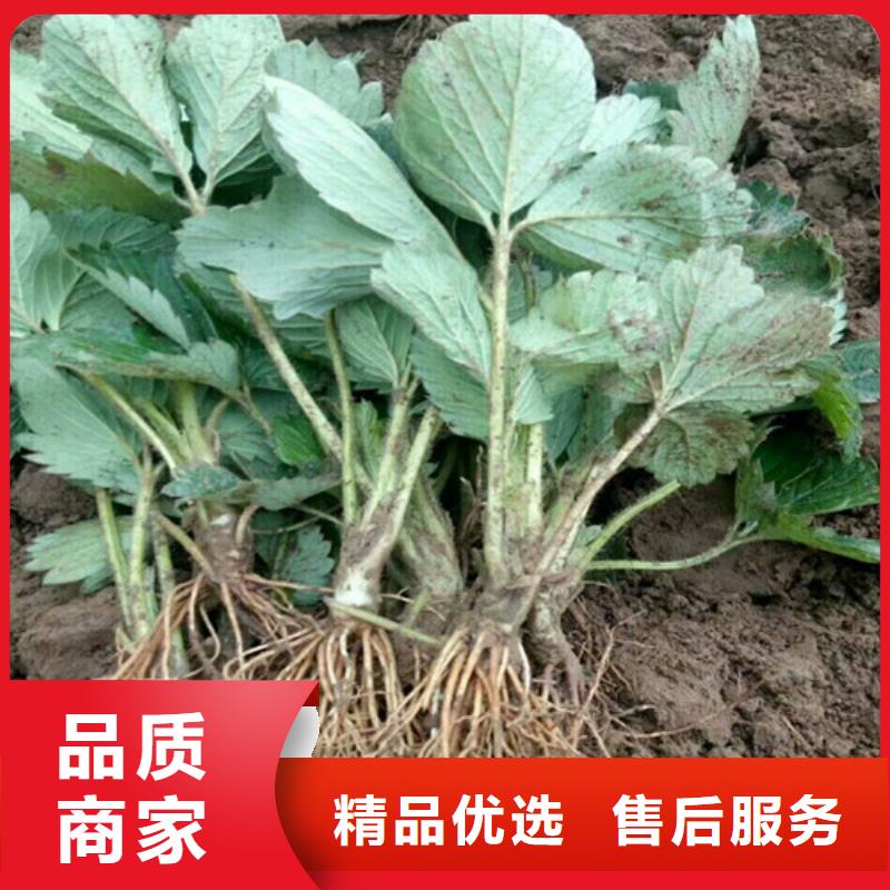 果树苗视频-甘肃省嘉峪关市|定西|金昌|兰州|张掖|酒泉果树苗-广祥