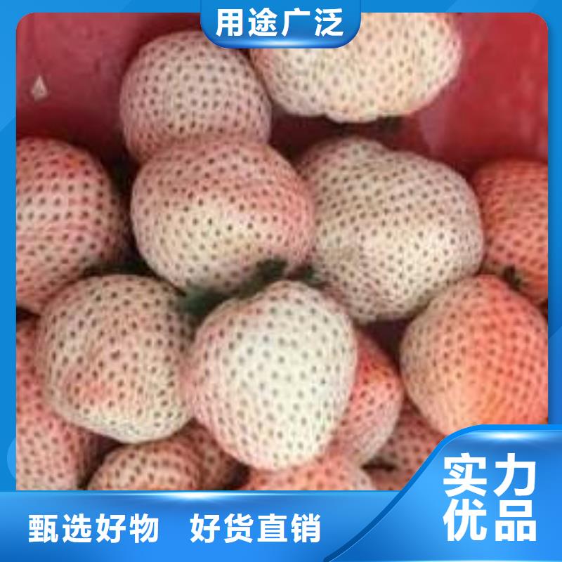 草莓苗-毛蟠桃树苗基地免费安装
