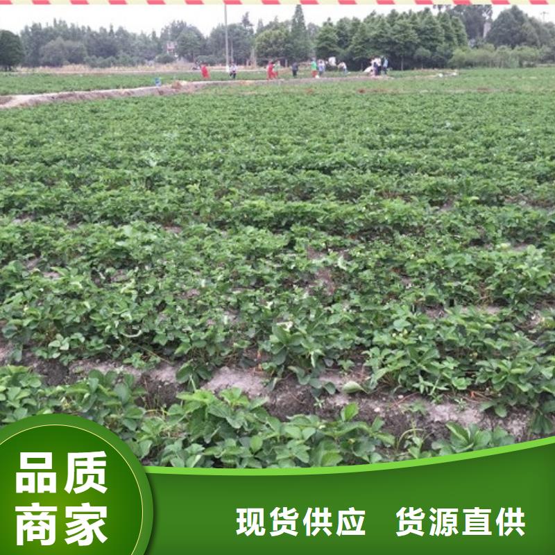 草莓苗黄金苹果树苗基地适用范围广