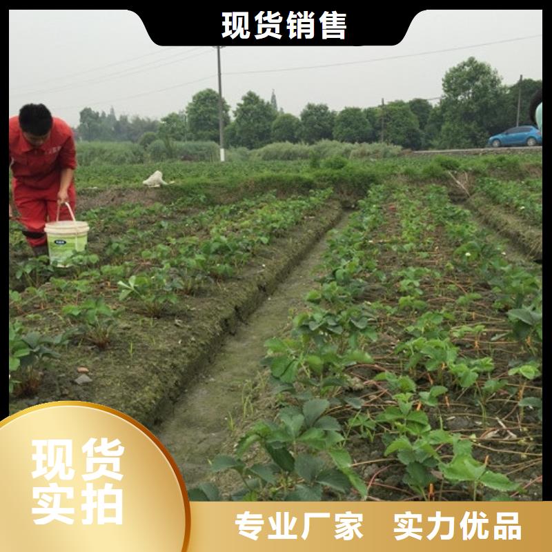 草莓苗-毛蟠桃树苗支持非标定制
