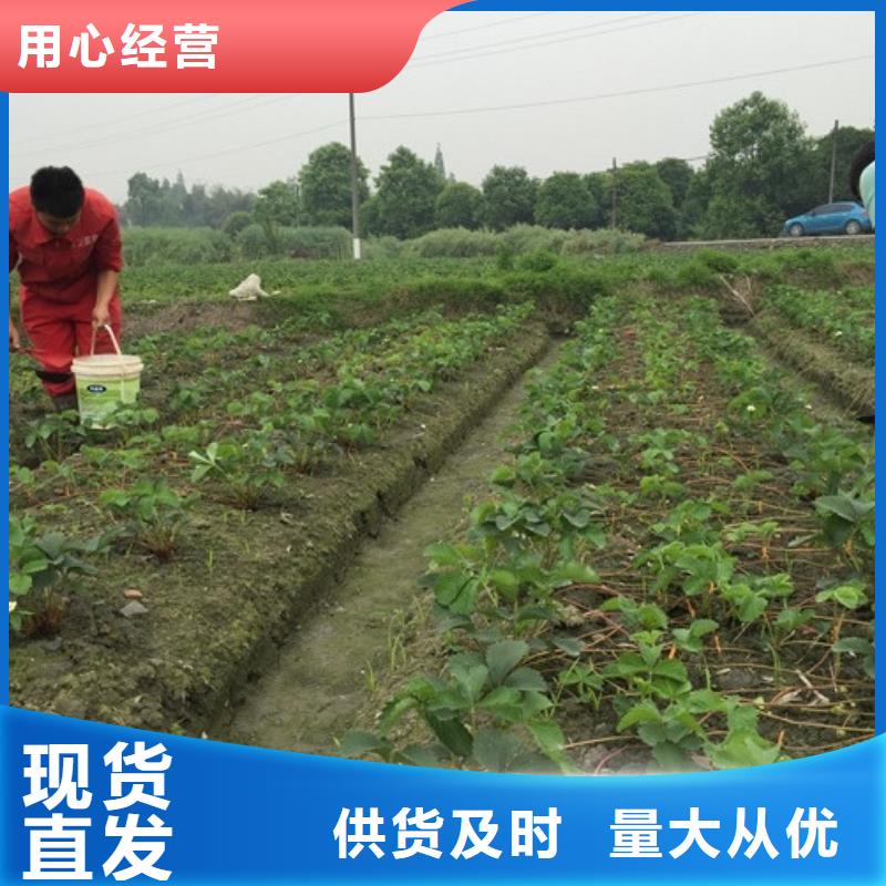 草莓苗-梨树苗基地产地直销