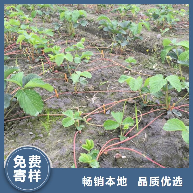 草莓苗苹果苗基地实拍展现