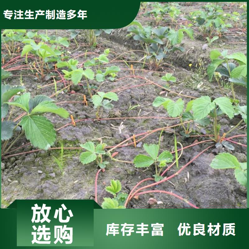 草莓苗红油香椿树苗质量为本
