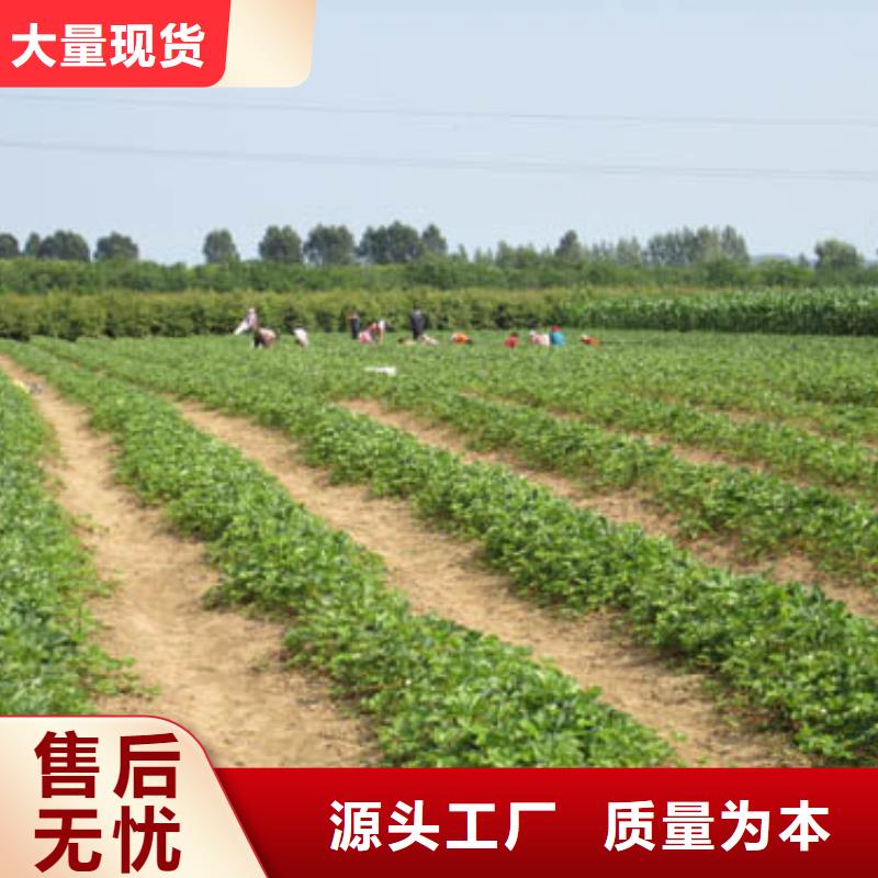 果树苗视频-甘肃省嘉峪关市|定西|金昌|兰州|张掖|酒泉果树苗-广祥