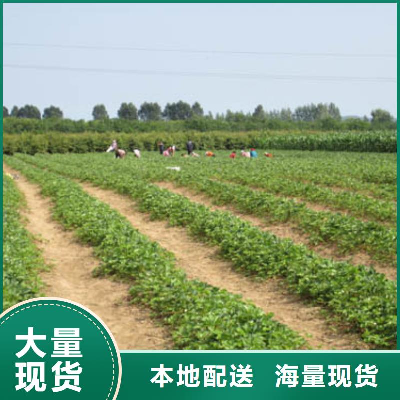 草莓苗大棚草莓苗匠心制造