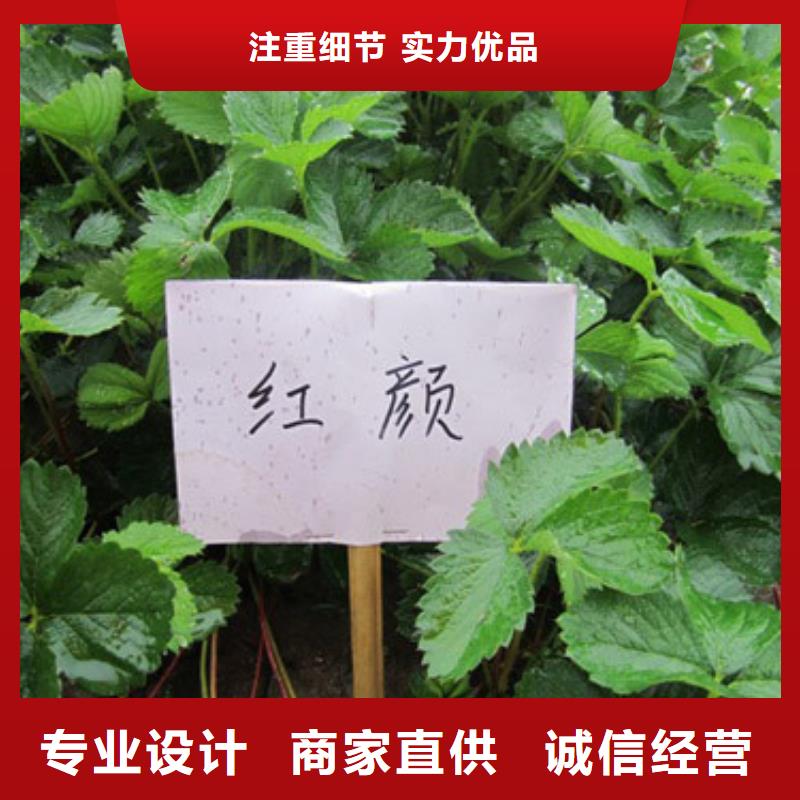 草莓苗,夏黑葡萄苗让利客户