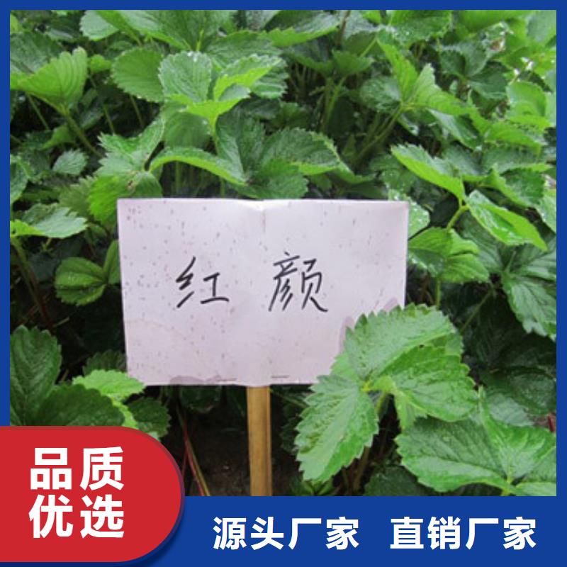 草莓苗-樱桃苗质量检测