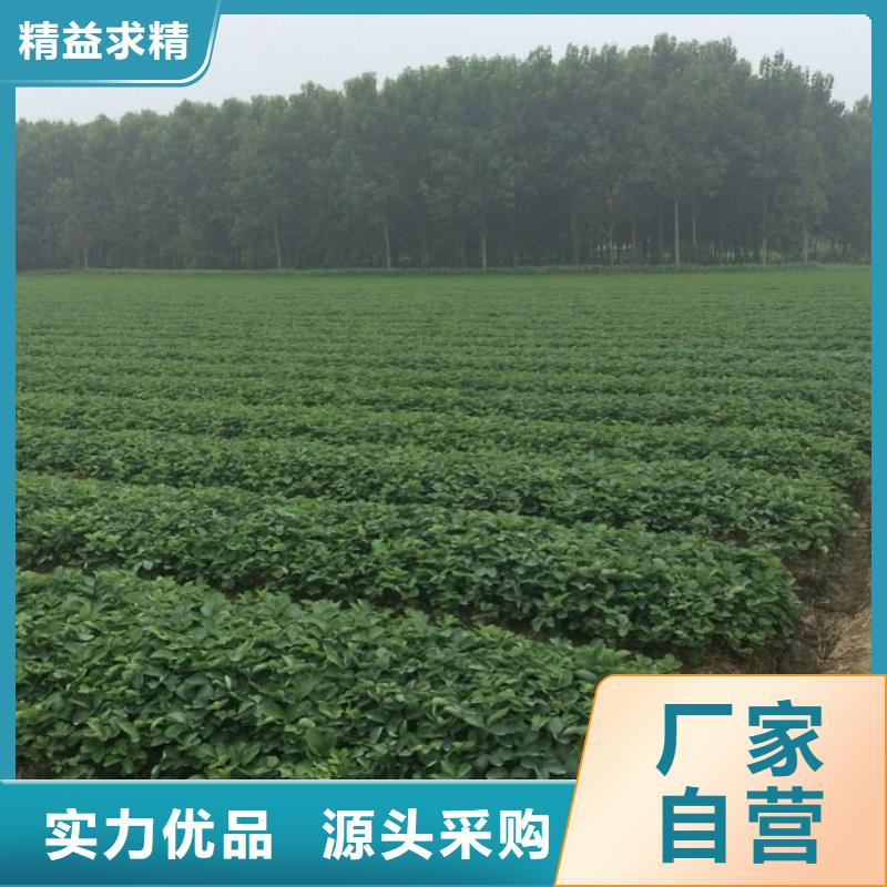 草莓苗 黄金苹果树苗基地实力厂商