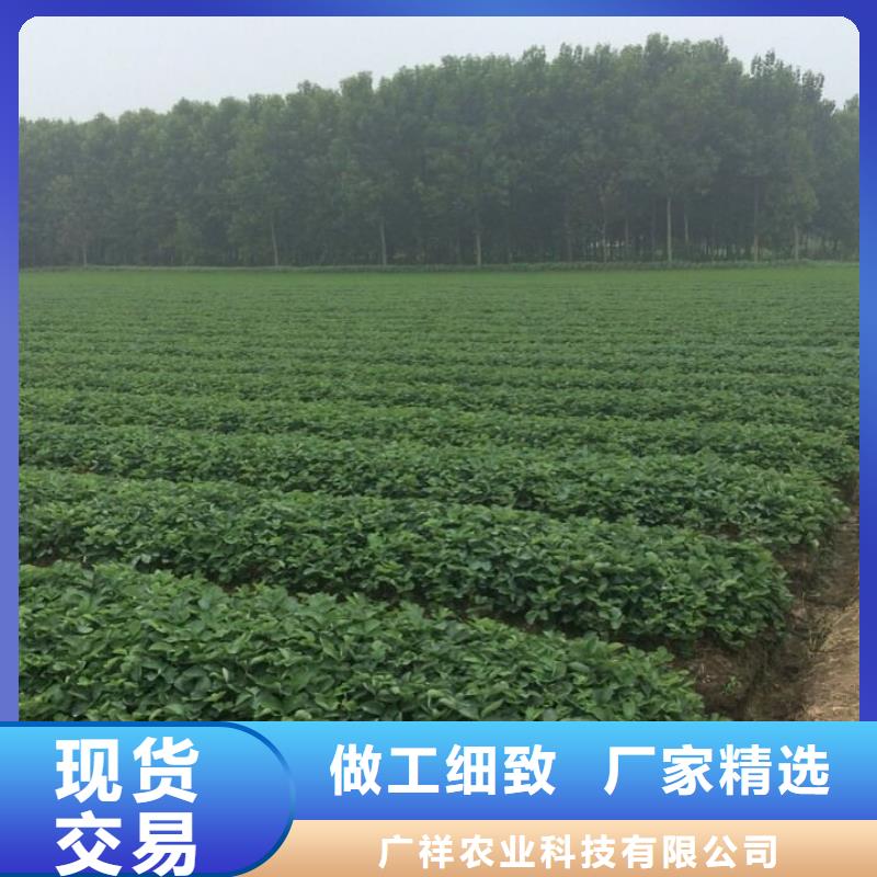 草莓苗【苹果苗】精工制作