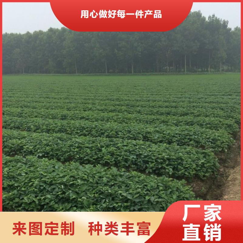 草莓苗艾琳娜西梅树苗层层质检