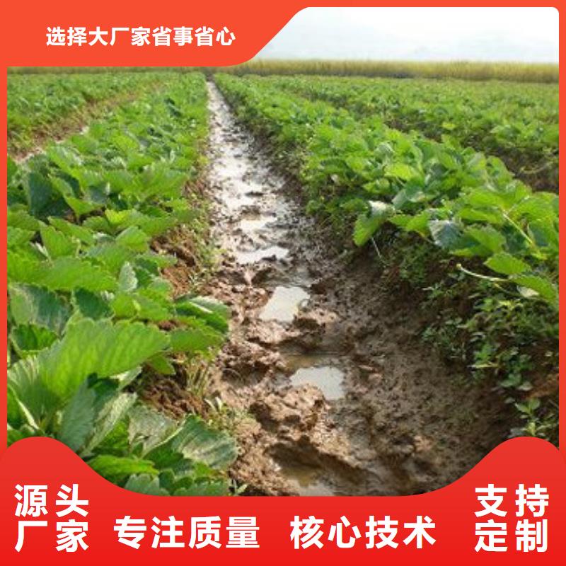 草莓苗 桃树苗多行业适用