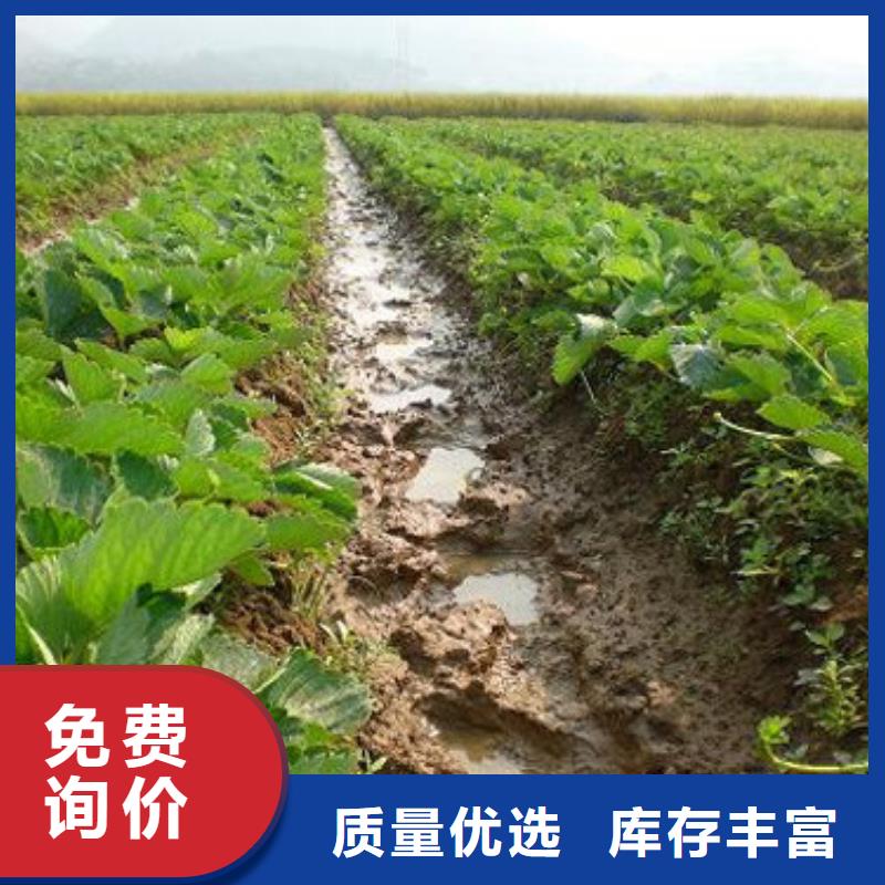 草莓苗樱桃苗源头采购