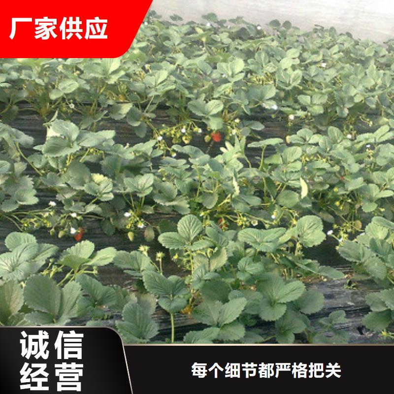 【草莓苗】黄宝石梨树苗N年生产经验