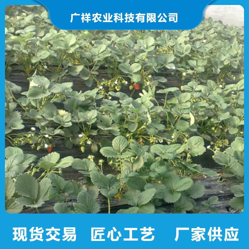 草莓苗苹果苗严选材质