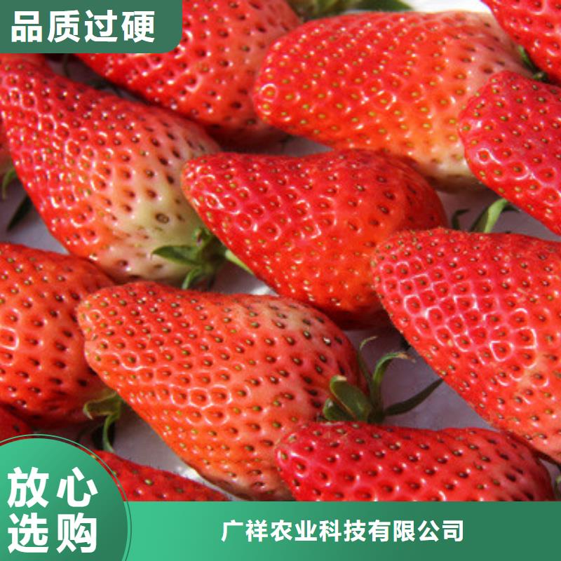 草莓苗_苹果苗丰富的行业经验