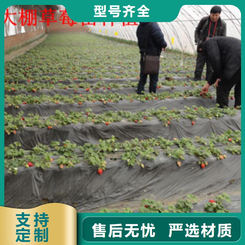 草莓苗-蟠枣树苗可定制有保障