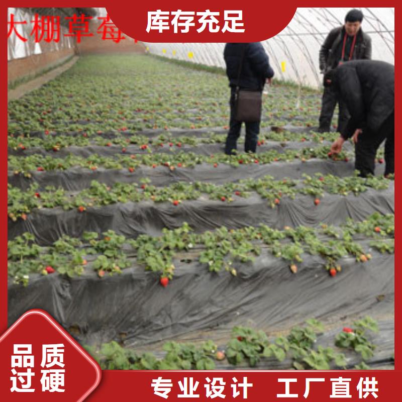 草莓苗-梨树苗基地精工制作