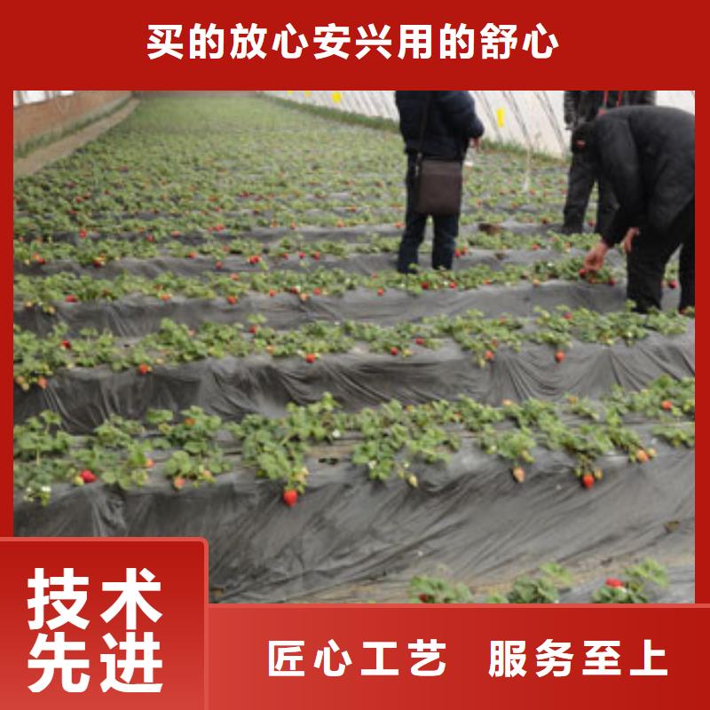 草莓苗蟠枣树苗甄选好厂家