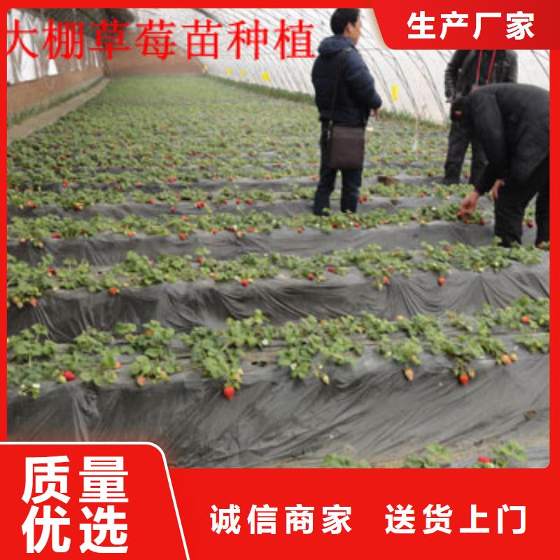 草莓苗_梨树苗诚信厂家