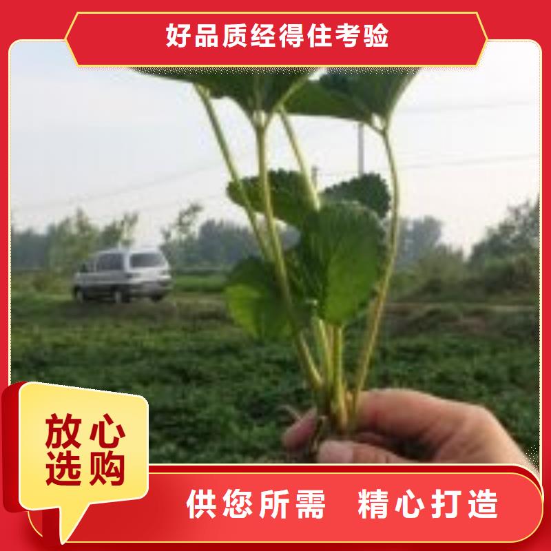 草莓苗-蓝宝石葡萄苗库存充足