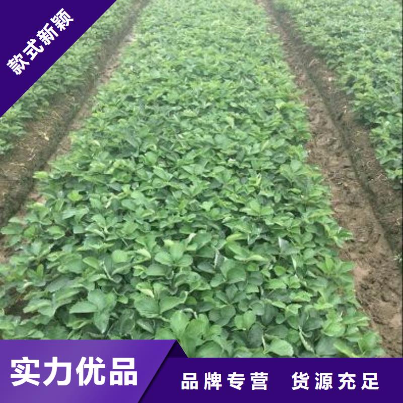 草莓苗黄桃树苗产地货源