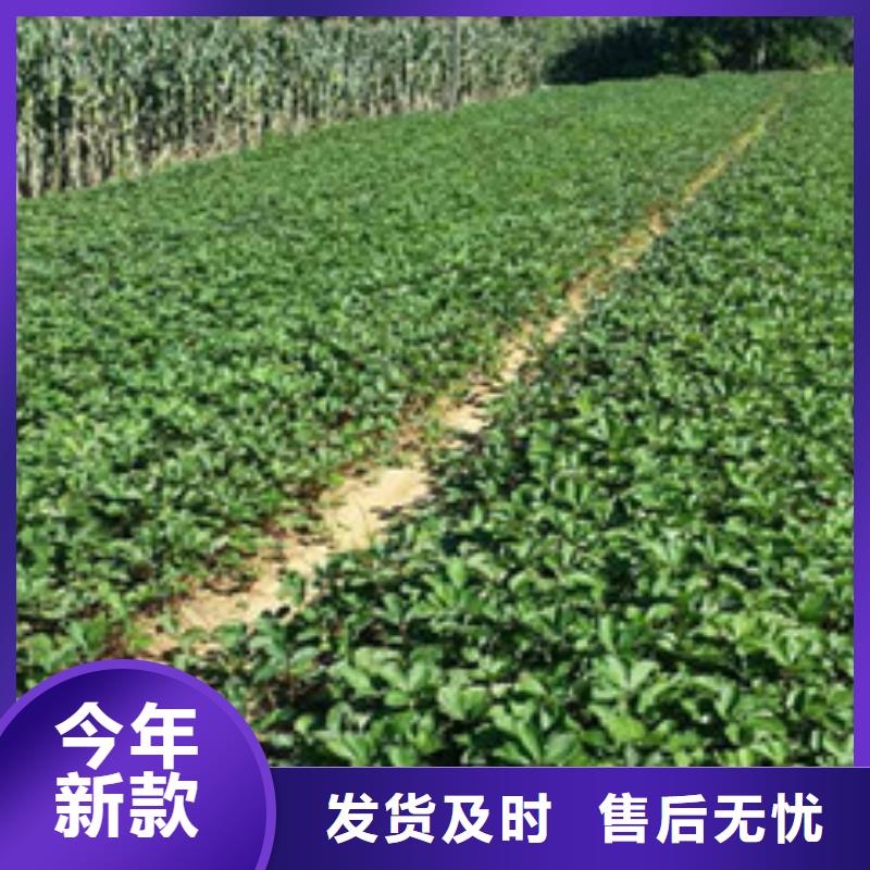 草莓苗蟠枣树苗甄选好厂家