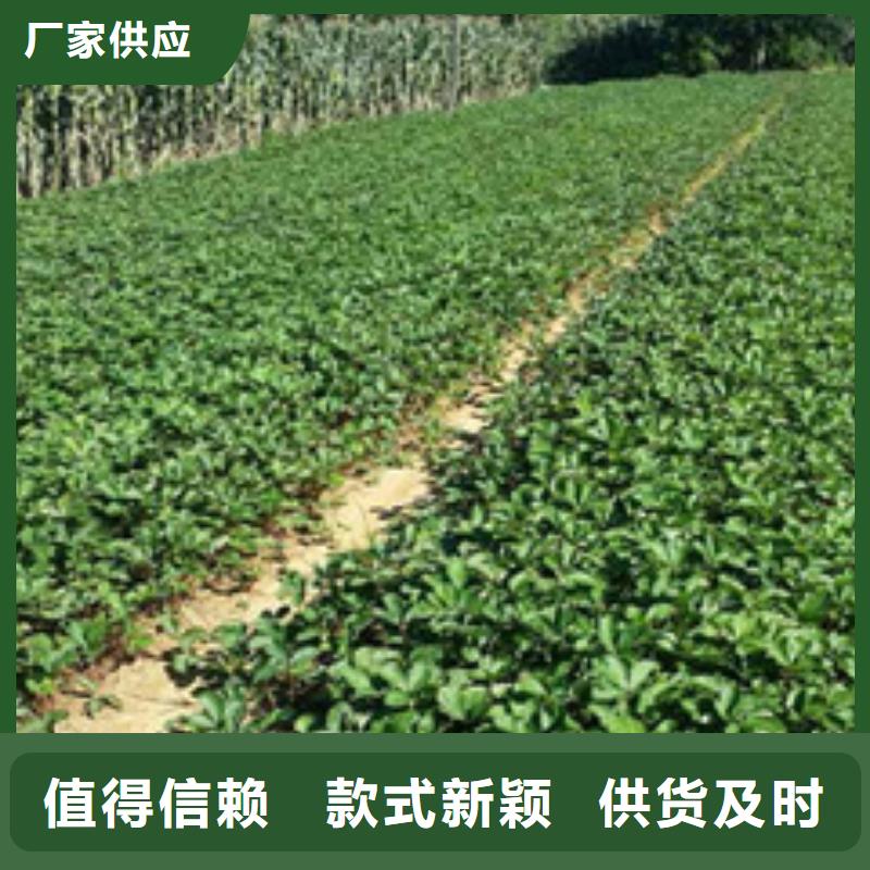 草莓苗苹果苗大厂家实力看得见