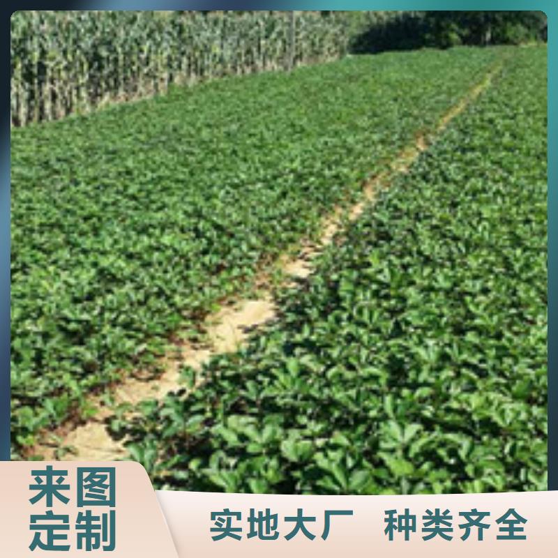 草莓苗_桃树苗基地常年出售