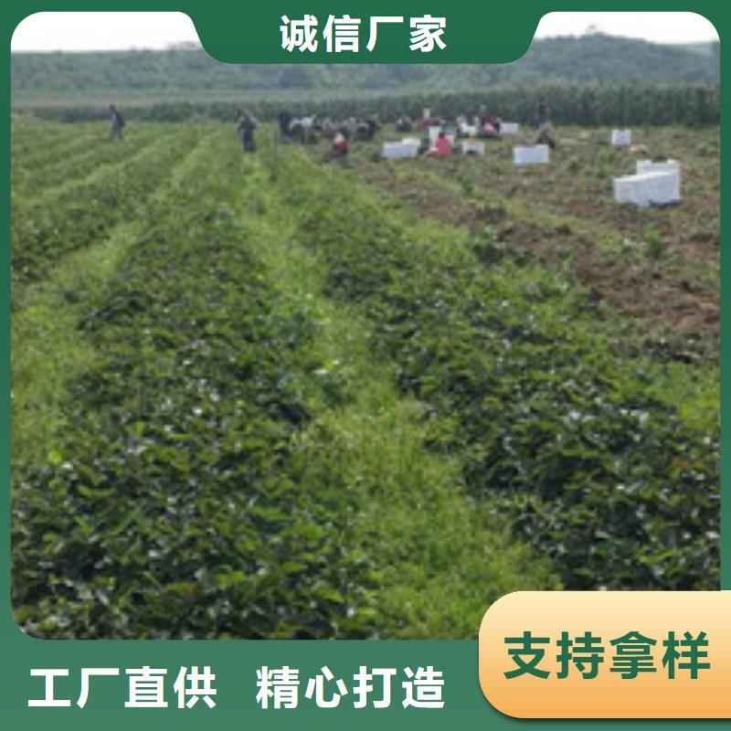 果树苗视频-甘肃省嘉峪关市|定西|金昌|兰州|张掖|酒泉果树苗-广祥