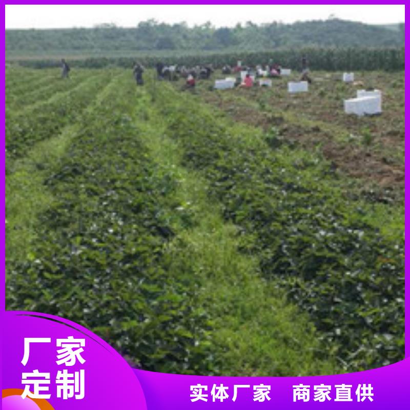 草莓苗_冬雪蜜桃树苗欢迎新老客户垂询