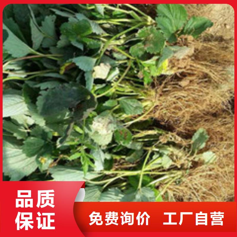 草莓苗樱桃苗源头采购