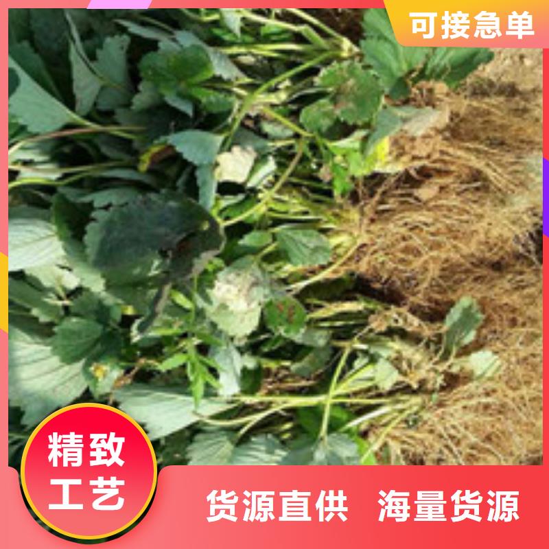 果树苗视频-果树苗-安徽省巢湖市本地品牌-合肥|淮南|六安|滁州|黄山