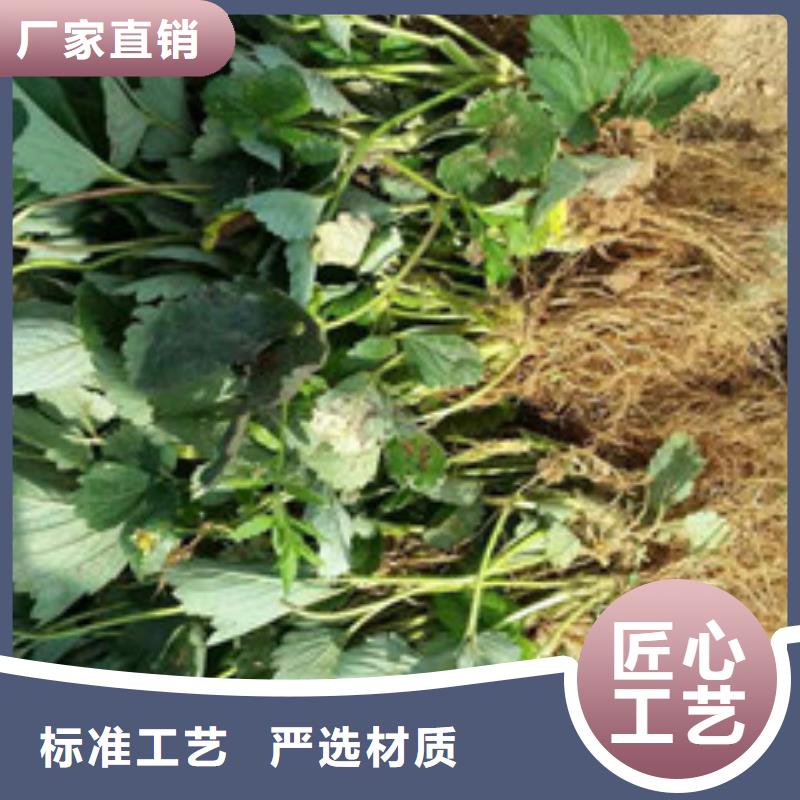 草莓苗无花果树苗海量货源