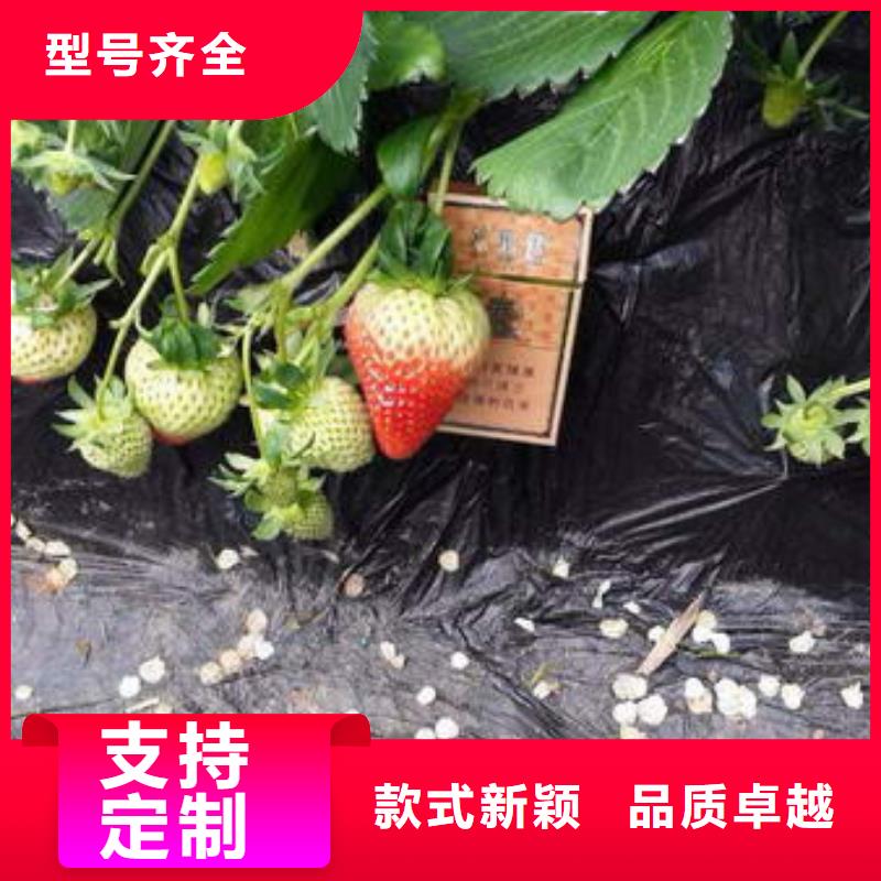草莓苗 黄宝石梨树苗生产型