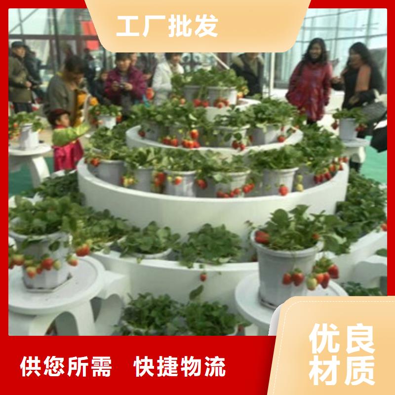 草莓苗樱桃苗大厂生产品质