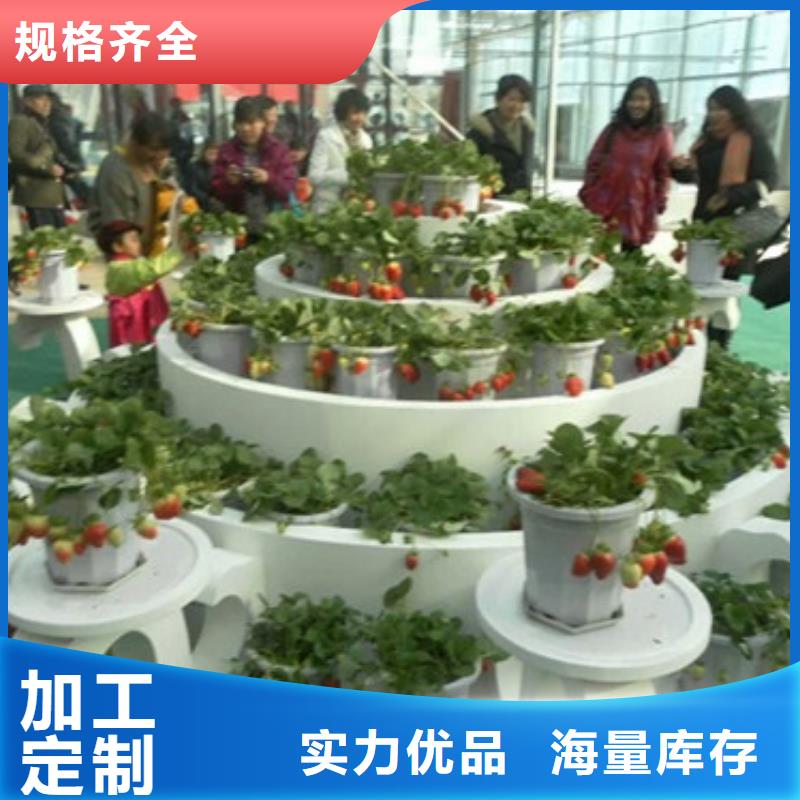 草莓苗 桃树苗多行业适用