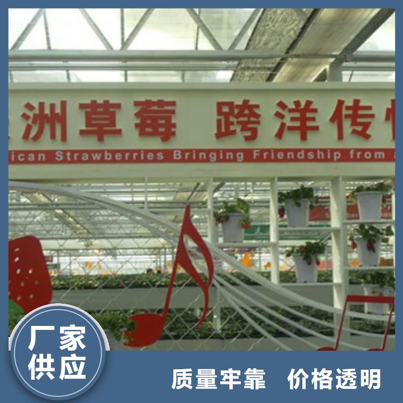 草莓苗蓝宝石葡萄苗品牌大厂家