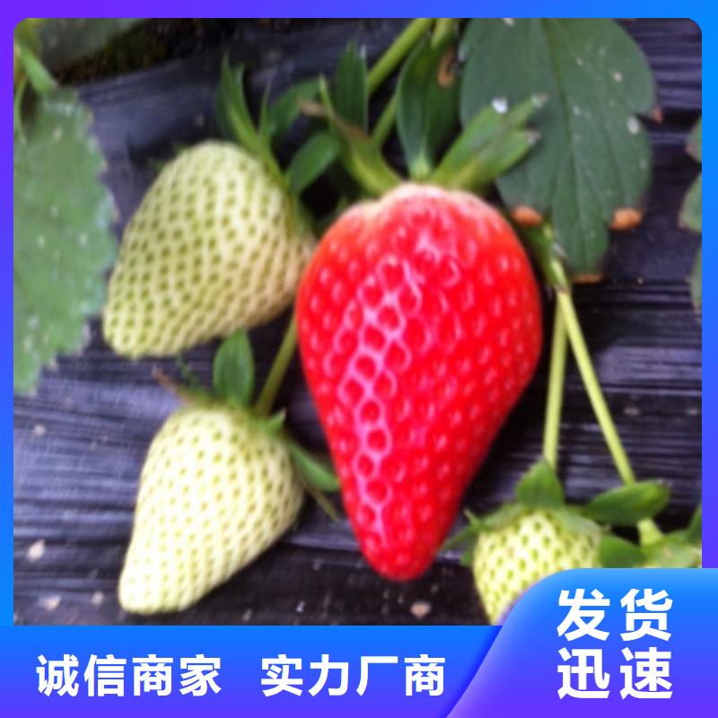 草莓苗蟠枣树苗甄选好厂家