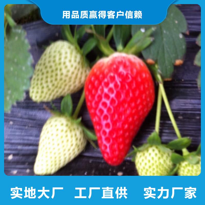 【草莓苗大棚草莓苗定制销售售后为一体】
