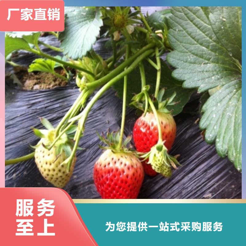 草莓苗蟠枣树苗甄选好厂家