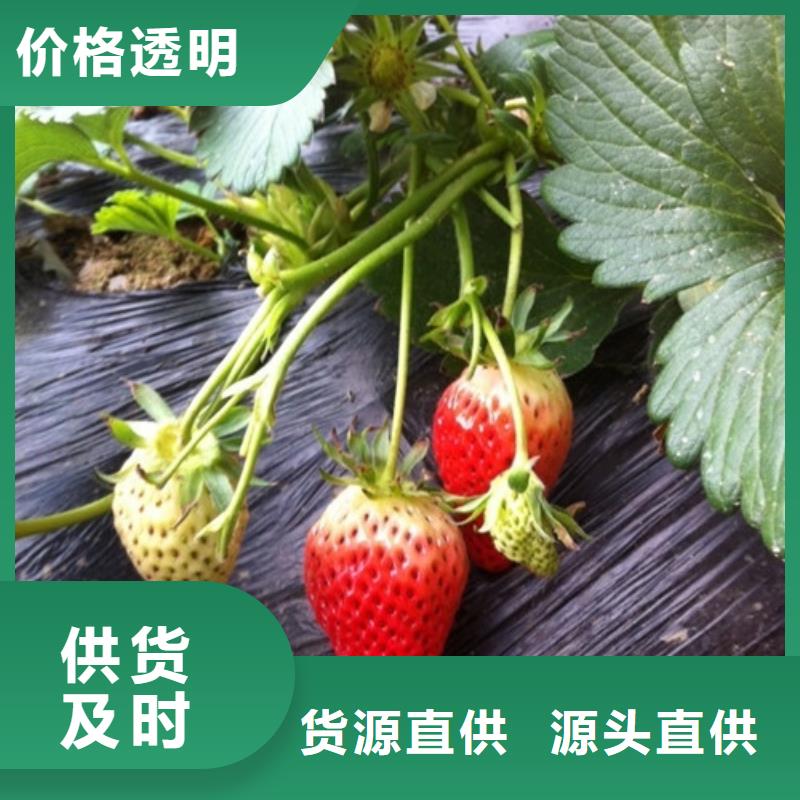 草莓苗蟠枣树苗甄选好厂家
