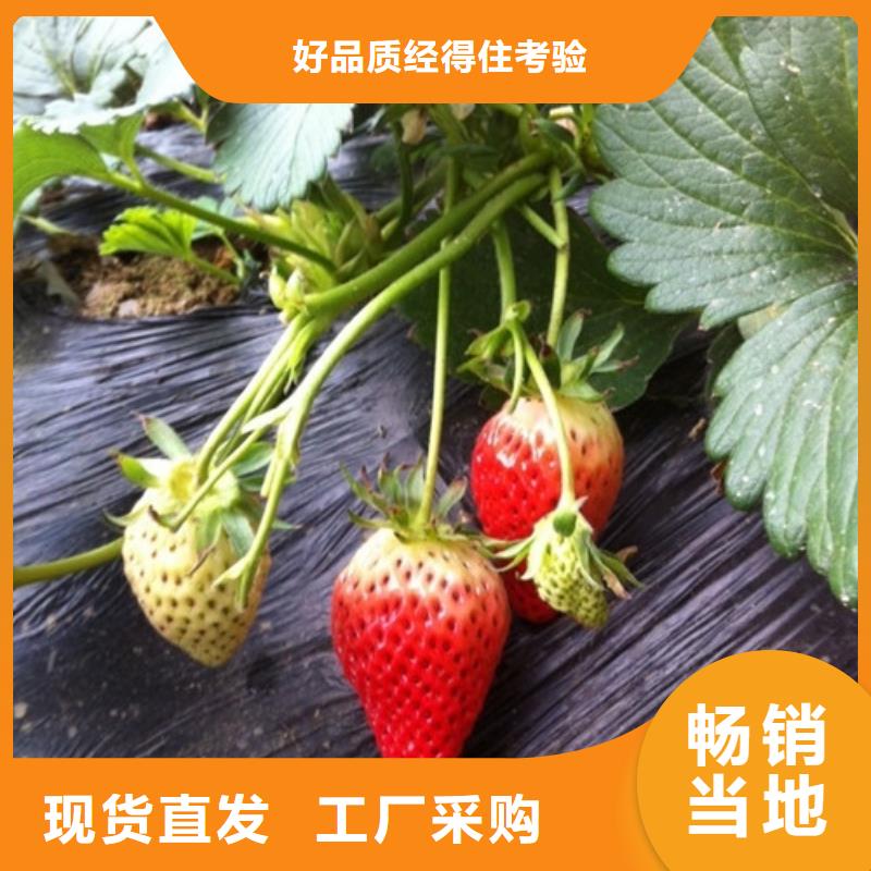 果树苗视频-连云|东海|无锡|扬州|徐州|常州|淮安|南京广祥果树苗_ 广祥农业科技(连云港市分公司)