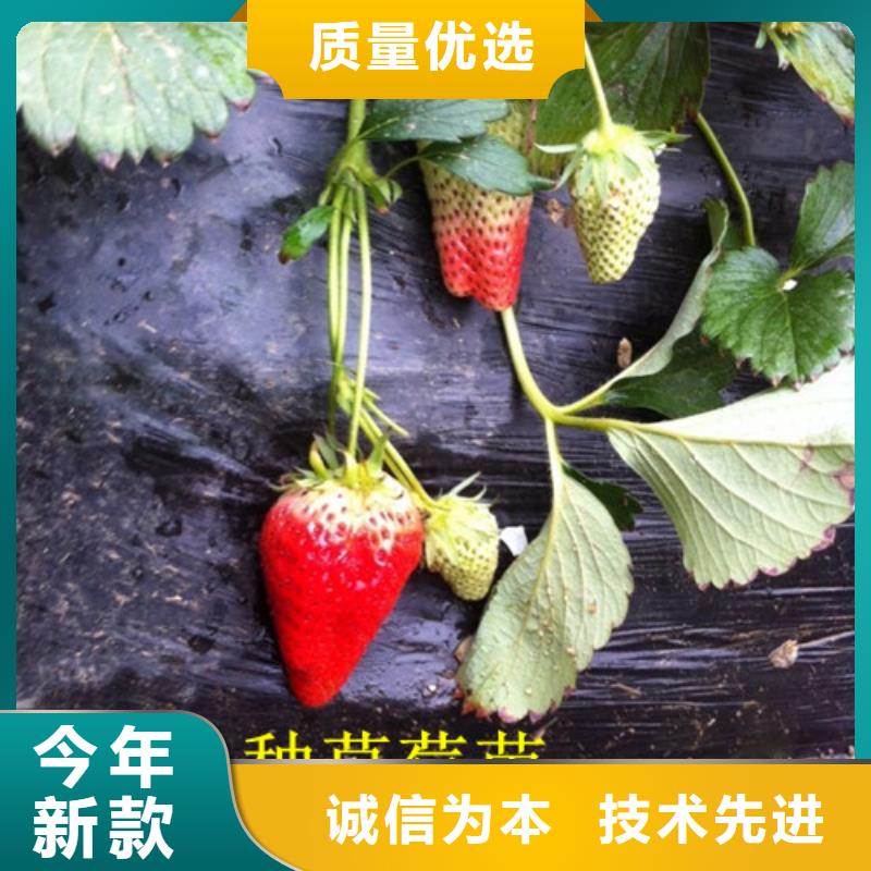 草莓苗冬桃树苗诚信厂家