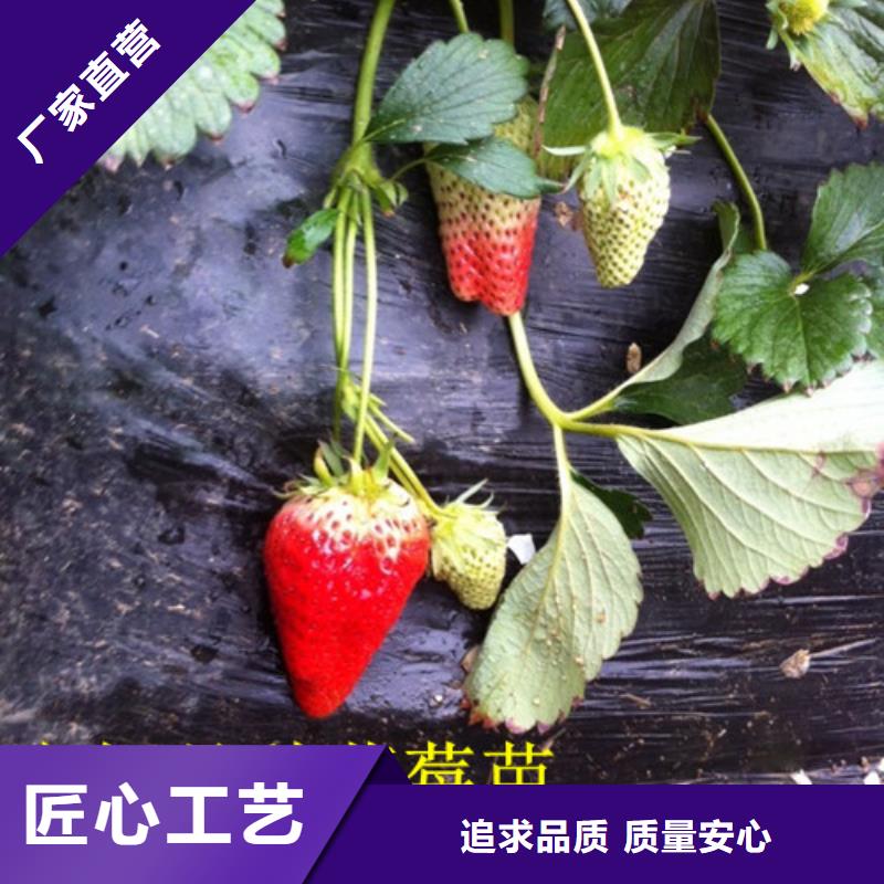 草莓苗蟠枣树苗甄选好厂家