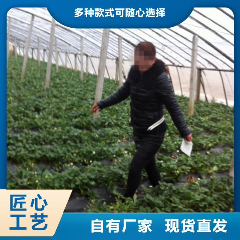 草莓苗冬桃树苗诚信厂家