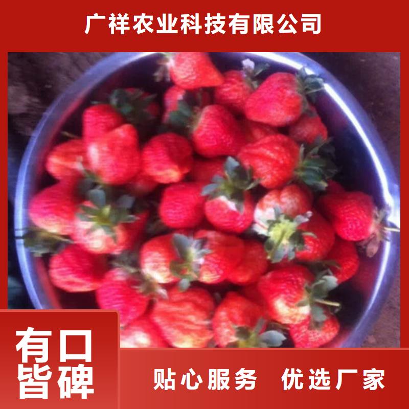 果树苗视频-甘肃省嘉峪关市|定西|金昌|兰州|张掖|酒泉果树苗-广祥