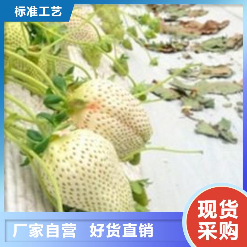 草莓苗蟠枣树苗甄选好厂家