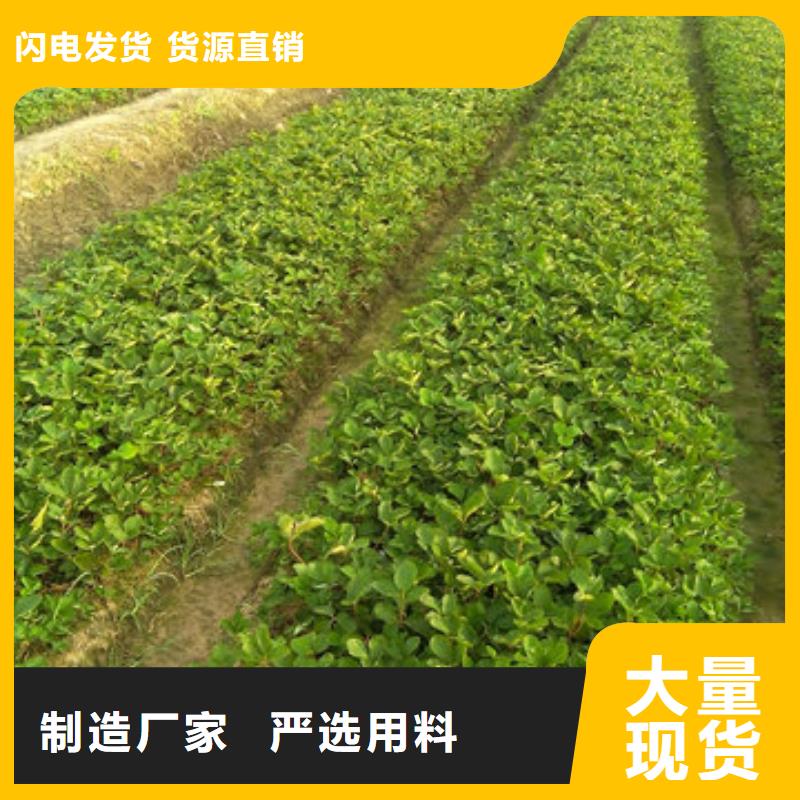 草莓苗蟠枣树苗甄选好厂家